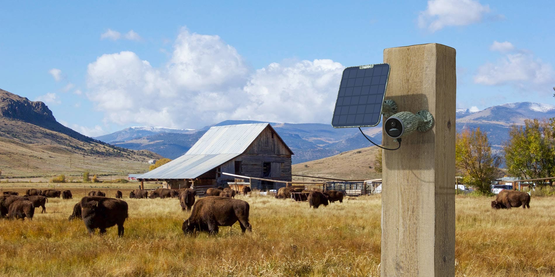 Viltkamera i naturlig miljø